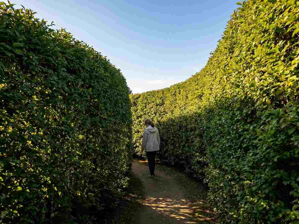 Historic Harmonist Labyrinth hedge maze in New Harmony, Indiana