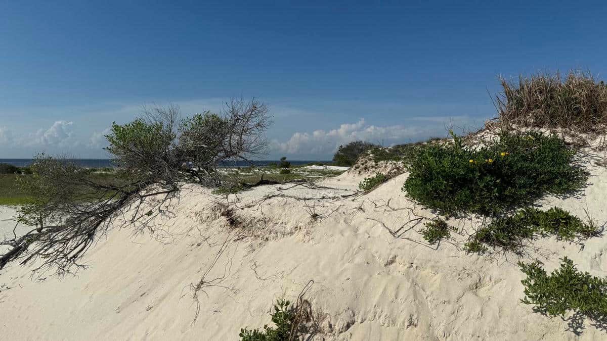 Horn Island, Mississippi - Pristine nature and wildlife
